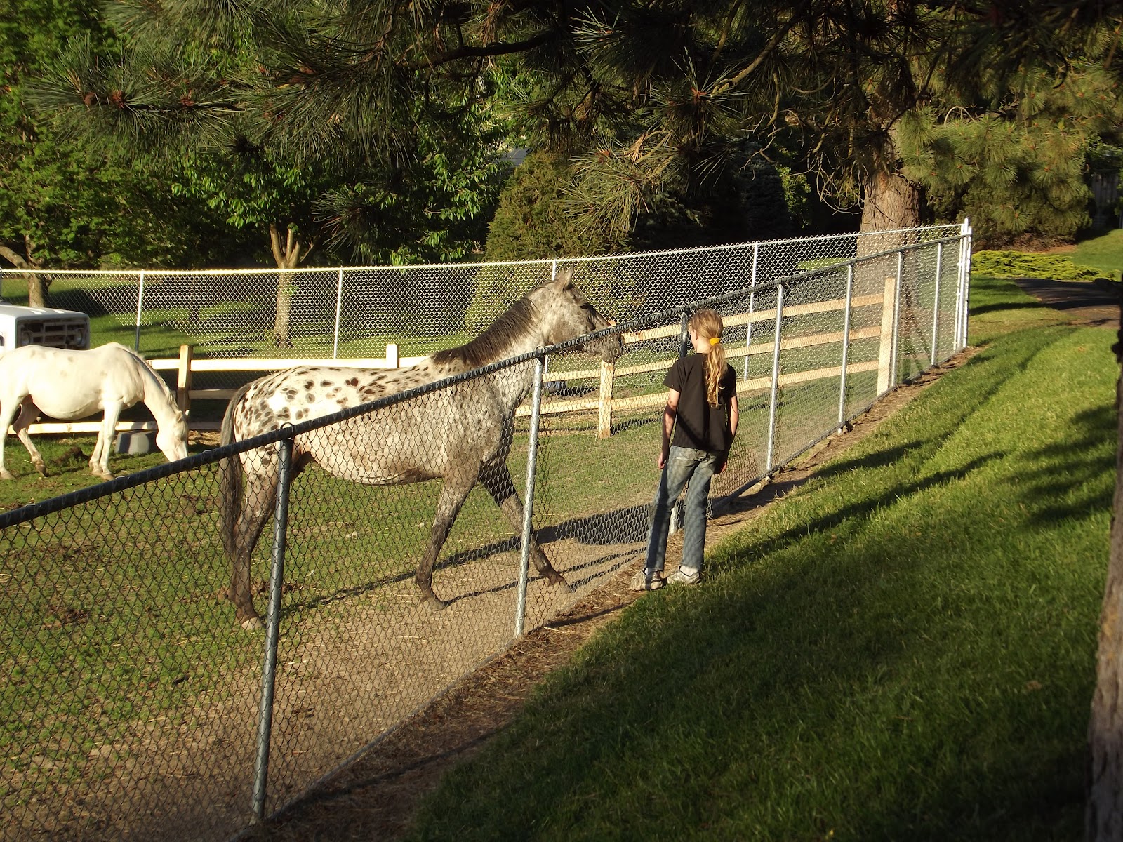 Boy petting horse through a fence