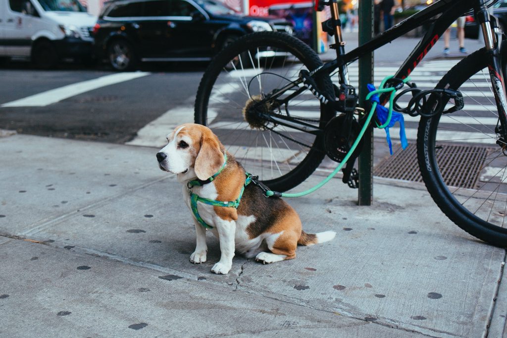 Beagle tied to a bike rack by a busy street. A detour to the hospital: Sickness derails us