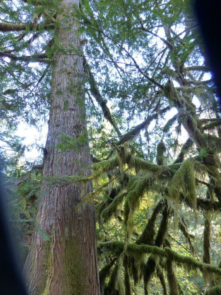 Tall forest trees. Too many choices: the frugality trap 