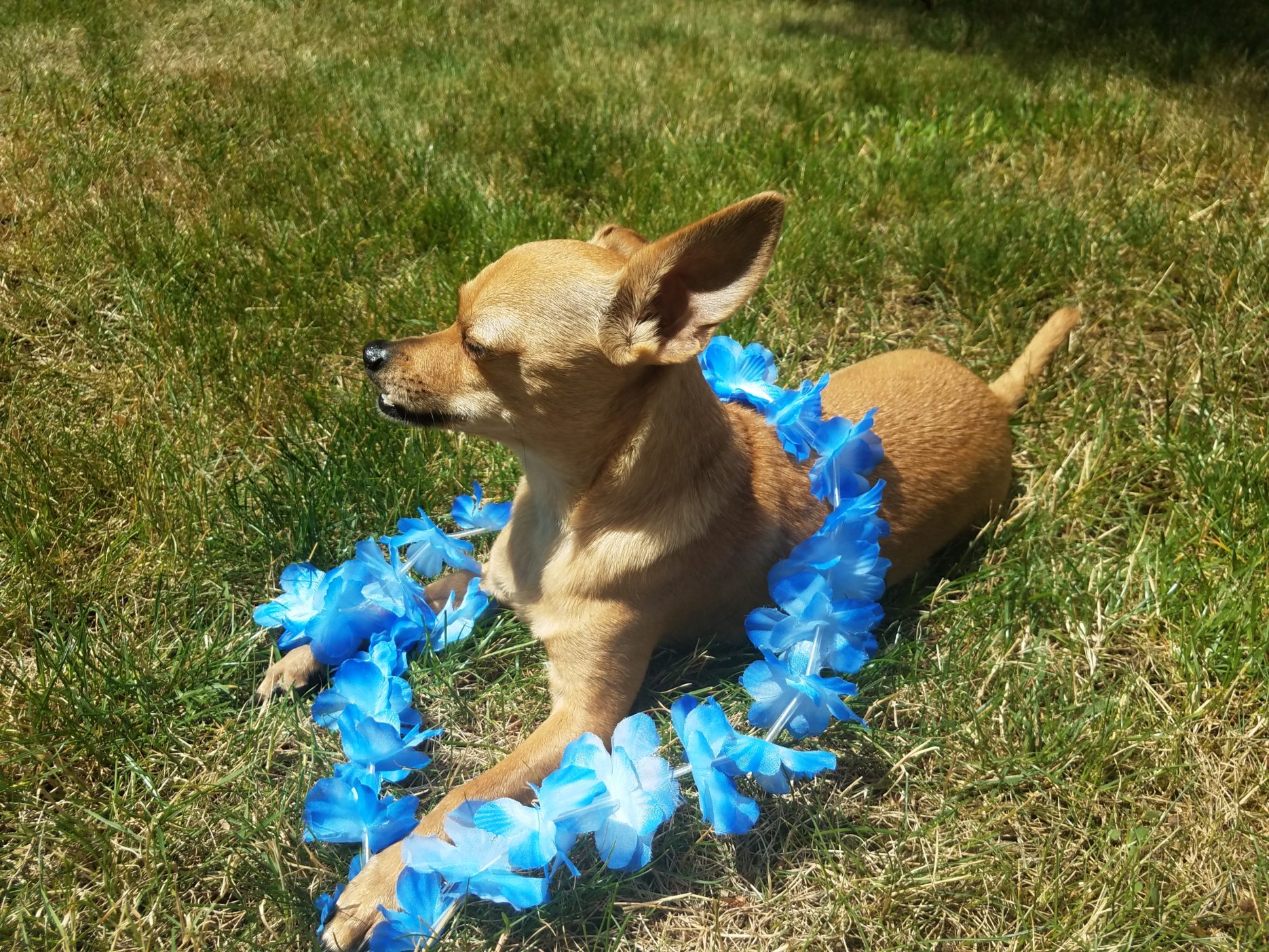 Chihuahua lying down wearing a blue garland