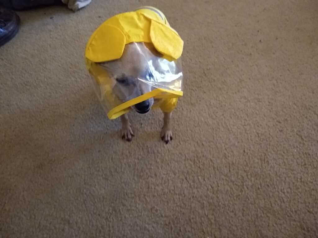 Chihuahua in a raincoat